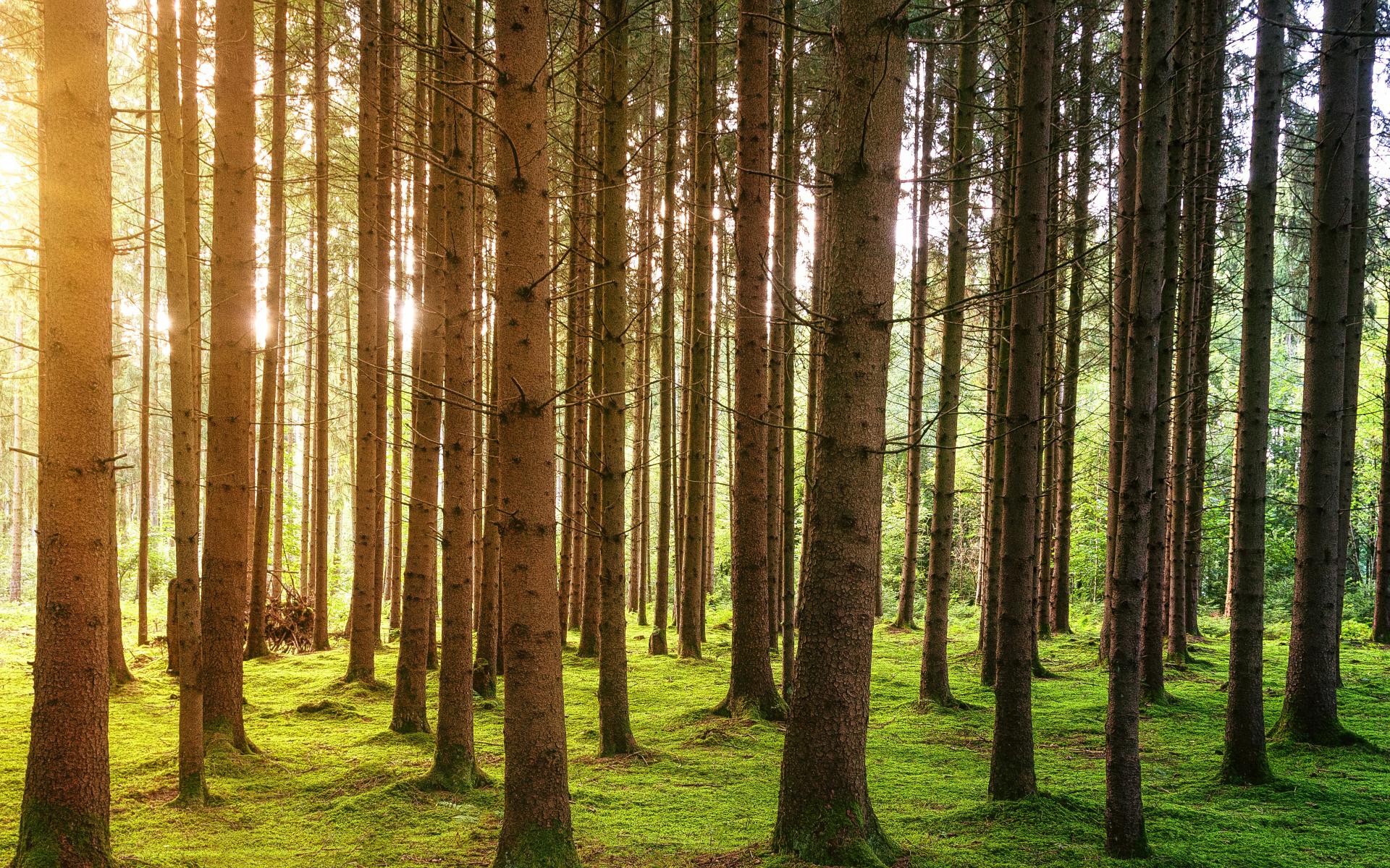 Symbolbild: Wald