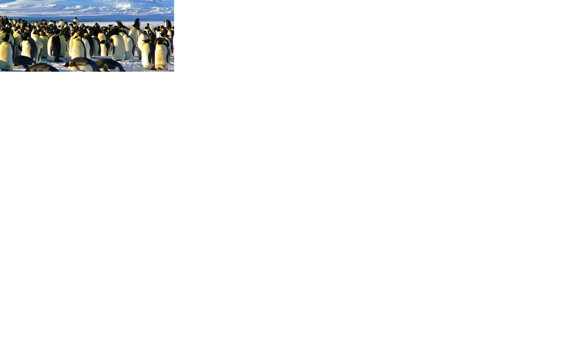 Pinguine