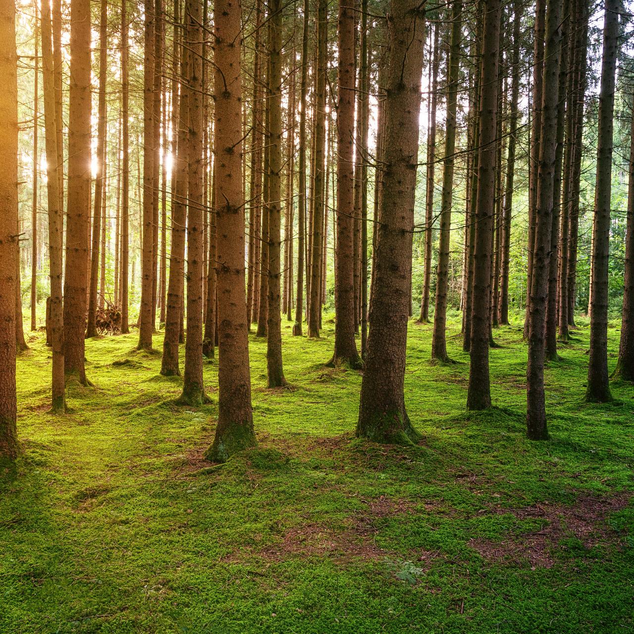 Symbolbild: Wald