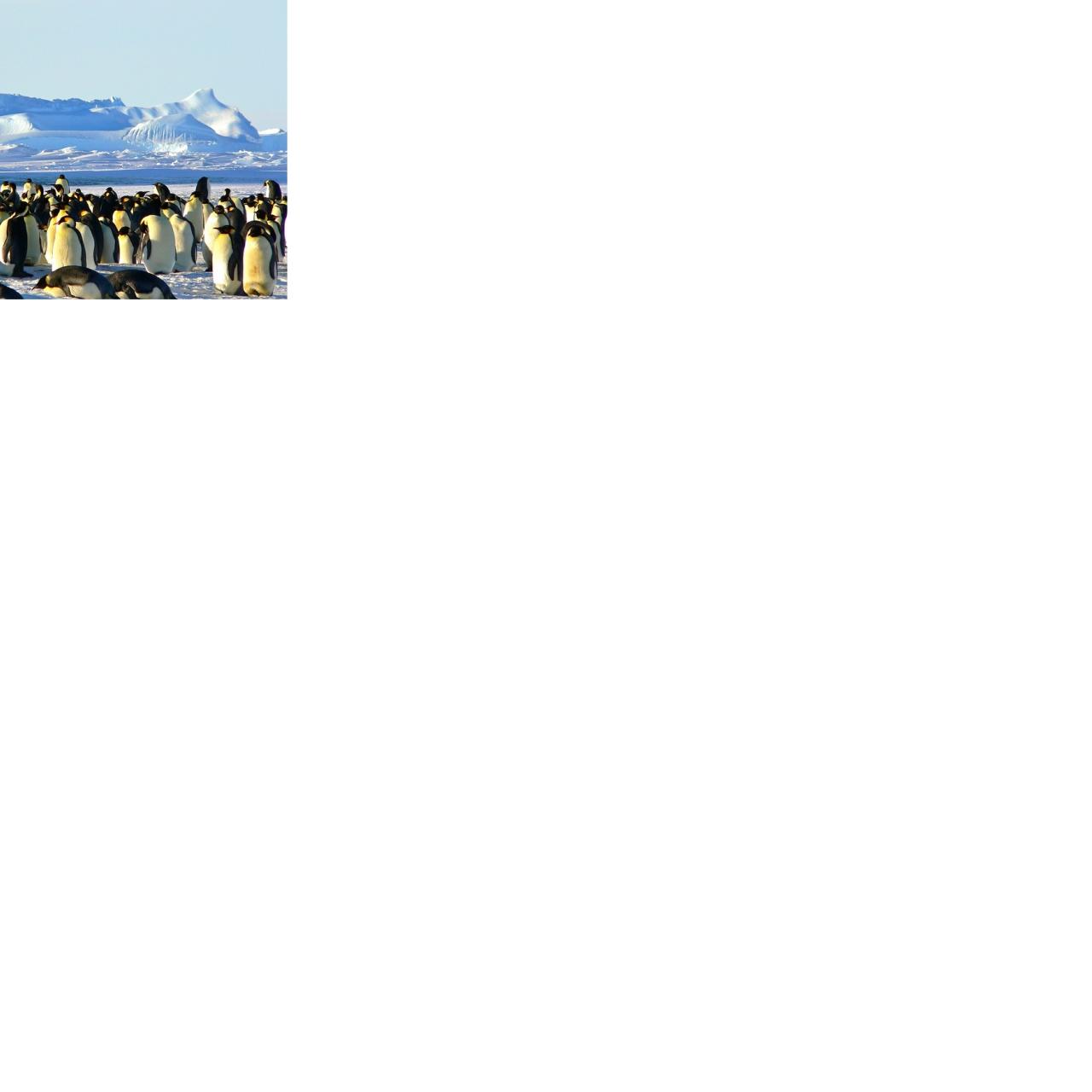 Pinguine